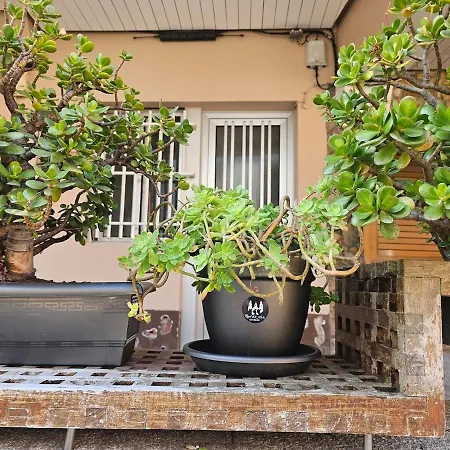 Real 43 Buen Camino * Neda